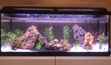 aquarium Biotope amazonien