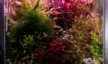 aquarium Le monde perdu