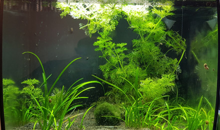 aquarium 30 L Betta Splendens