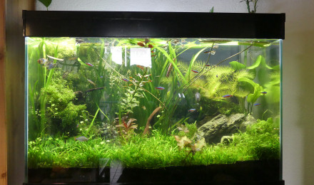 aquarium Minorg