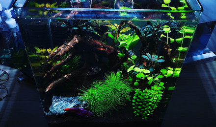 aquarium Dennerle 30 L
