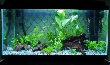 aquarium Actuel 96L