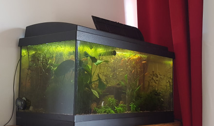 aquarium Chez les Corys