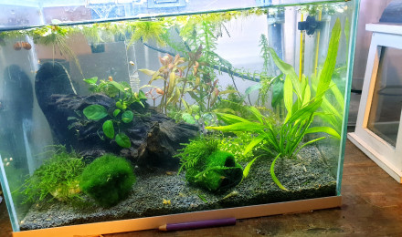 aquarium Nano bac