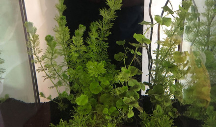 aquarium Aquarium 105 Litres