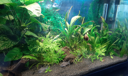 aquarium Aquarium de 60L