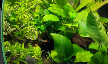 aquarium Aquarium de 30L