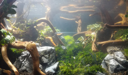 aquarium the thousand year old forest