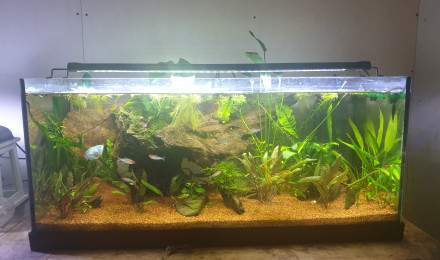 aquarium 1 er aquarium 100 l
