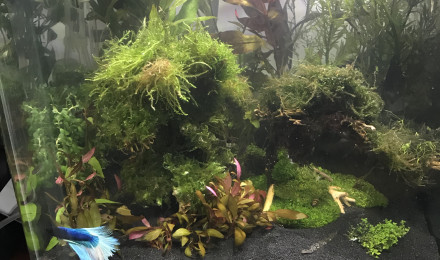 aquarium Dennerle nano 60 litres