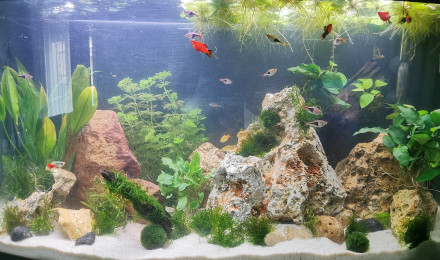 aquarium Juwel Pano communautaire