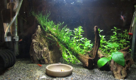 aquarium 17l neocaridina davidi var. painted fire red