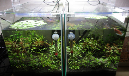 aquarium 22L bac trois femelles betta