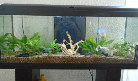 aquarium Sans prétention