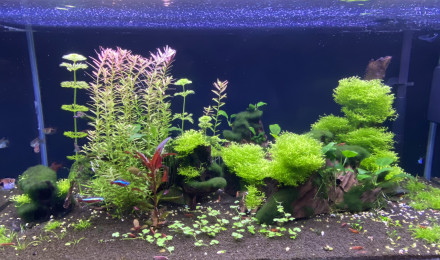aquarium Amazonien