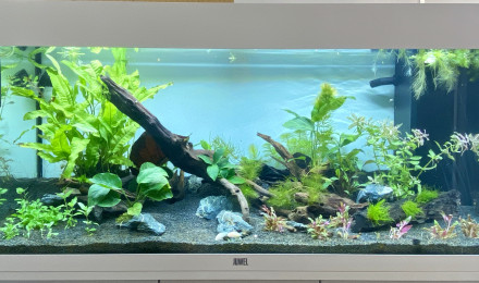 aquarium JUWEL RIO 180 LED - White