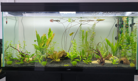 aquarium Lovy Aqua