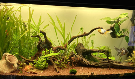 aquarium 250L