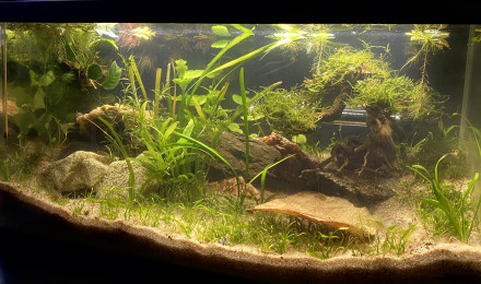 aquarium 60L Low-tech
