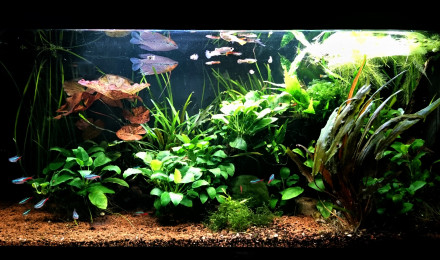 aquarium LAC MAJEUR