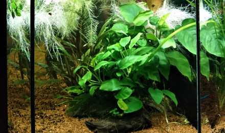 aquarium LAC MINEUR