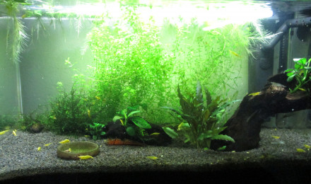 aquarium 60L Neocaridina davidi var. Yellow neon et danio margaritatus