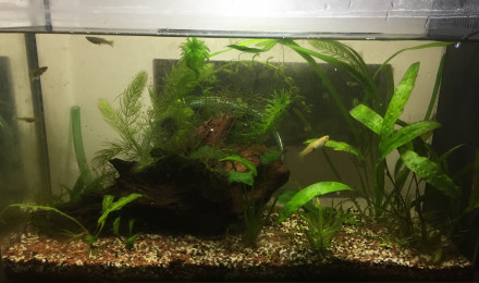 aquarium My first aquarium