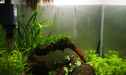 aquarium Nano crevettes