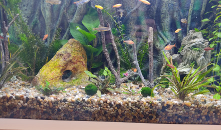 aquarium Aqua1