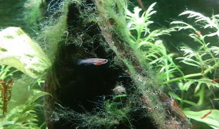 aquarium chromaphyosemion volcanus