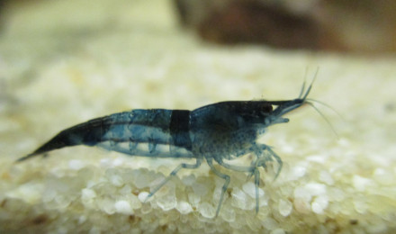 aquarium 25L Neocaridina davidi var. Blue Dream