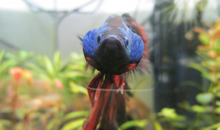 aquarium 22L Betta splendens Male