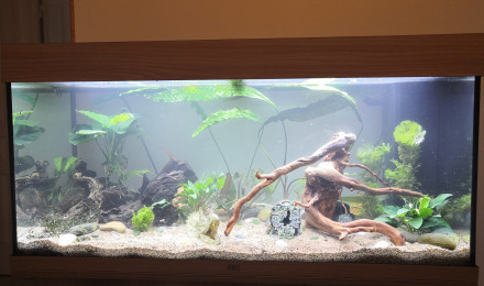 aquarium Juwel Rio 180l