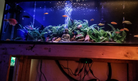 aquarium 220 gallonaf