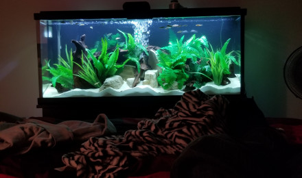 aquarium Discus 110Gall