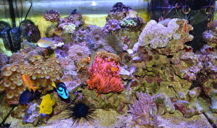 aquarium Elos System