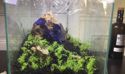 aquarium Nano scape Iwagumi