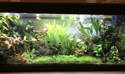 aquarium 120 litres