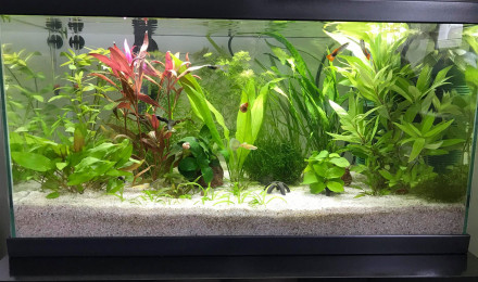 aquarium Poeci Scape