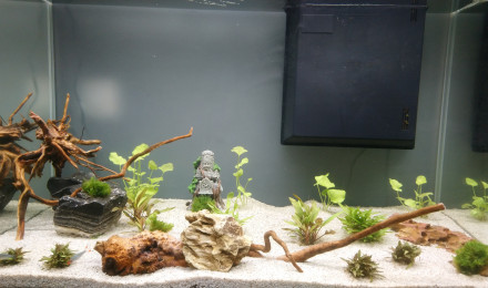aquarium Biotope asiatique