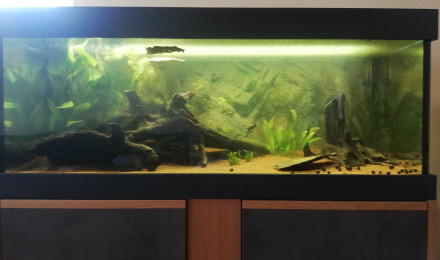 aquarium Amazonien low-tech
