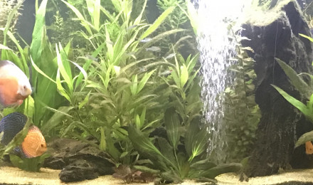 aquarium 850l amazonien