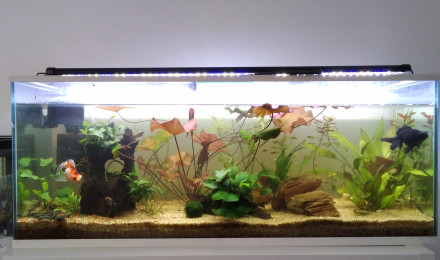 aquarium Aquarium communautaire