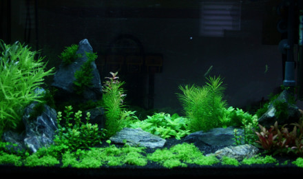 aquarium Juwel rio125