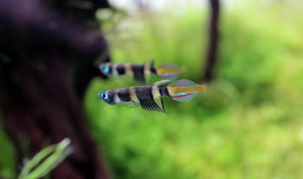 aquarium Nano-aquarium