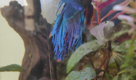 aquarium Combattant