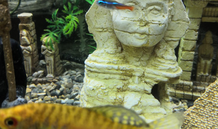 aquarium poissonneux