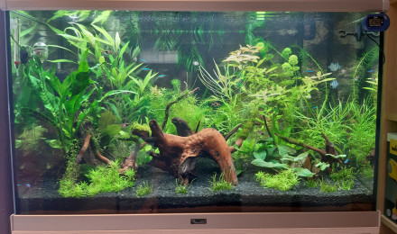 aquarium Communautaire 160L