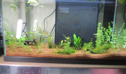 aquarium 60L stock de plante et multidentata