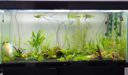 aquarium Lovy Aqua